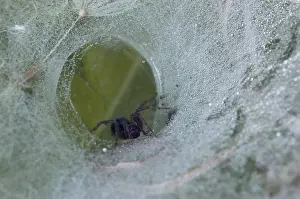 Ground funnel web spider, North Rhine-Westphalia (Coelotes terrestris)