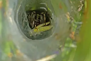 Ground hopper spider in web with grasshopper