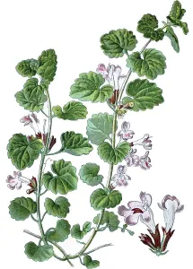 Ground-ivy, gill-over-the-ground (Glechoma hederacea)