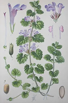 Ground-ivy (Glechoma hederacea)