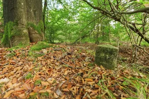 Ground-level view of an autumnal deciduous forest with a mossy boundary stone in the foreground