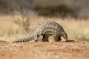 Ground pangolin (Smutsia temminckii)