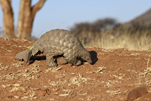 Ground pangolin (Smutsia temminckii)