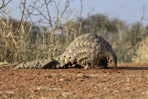 Ground pangolin (Smutsia temminckii)