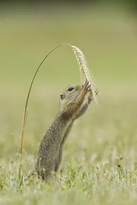 Ground squirrel (Spermophilus citellus)