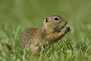 Ground squirrel (Spermophilus citellus)