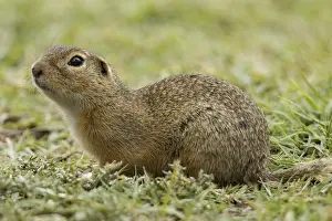 Ground squirrel (Spermophilus citellus)