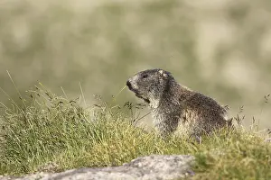 Groundhog