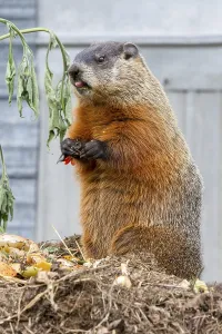 Groundhog feeding on a compost heap