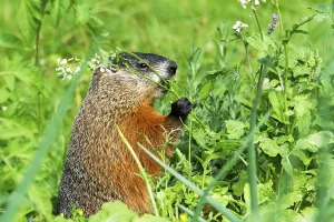 Groundhog feeding in a garden, Marmota monax