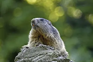 Groundhog, Marmota marmota
