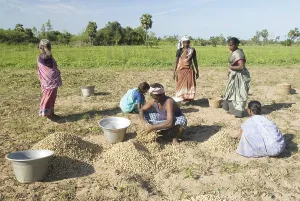 Groundnut harvesting near Vadalur