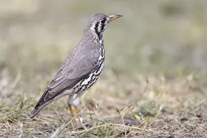 Groundscraper Thrush (Turdus litsitsirupa)