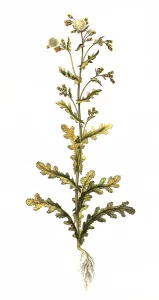 Groundsel (Senecio vulgaris), also common ragwort