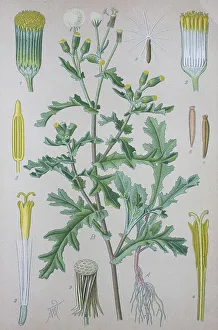 Groundsel (Senecio vulgaris), historical illustration from 1885