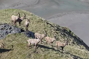Group of Alpine ibex (Capra ibex)
