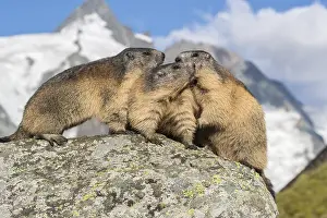 Group of Alpine Marmots, Marmota marmota
