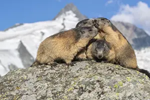 Group of Alpine Marmots, Marmota marmota