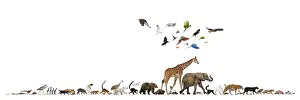 Group of many animals fleeing away