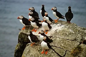 A group of atlantic Puffins (Fratercula arctica) on a rock