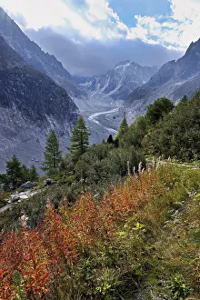 A group of autumn-colored narrow-leaved willow herbs (Epilobium angustifolium)
