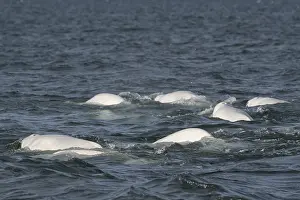 Group of belugas, beluga whales (Delphinapterus leucas)