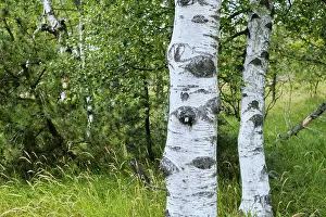 A group of birch trees in an area of high moorland