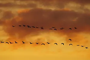 A group of birds flies in formation through the orange-coloured sky at sunset