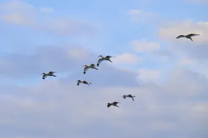 A group of birds flying under a blue