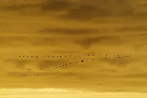 Category Wildlife DE Prints: A group of birds flying in the evening sky in orange light
