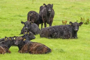 A group of black cattle lies and stands on a green meadow