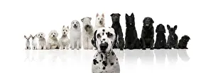 Group of black and white dogs sitting in a row against white background