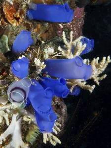Group of Blue Sea Squirts (Clavelina coerulea) surrounded by corals in the ocean