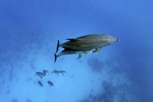 Group of bottlenose dolphin (Tursiops truncatus)