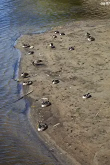 Group of Branta canadensis - Canadian Geese at rest on sandbar on edge of Des Mille-Iles river in summer