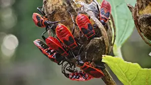 Group of bright red fire bugs (Pyrrhocoris apterus)
