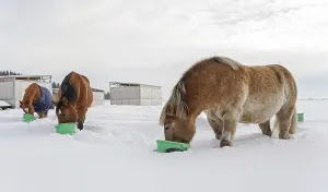 Group of brown horses eating from green buckets on snow covered field