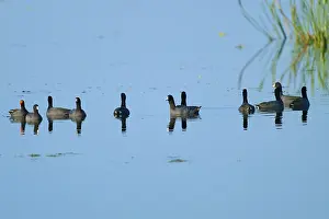 Group of coots swimming in clear blue water with soft reflections