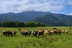 A group of cows in a wide meadow against a mountain backdrop under a cloudy sky