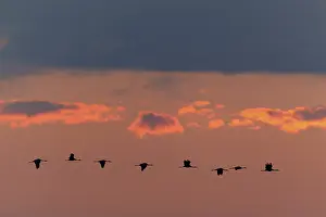 A group of cranes flies at sunset in front of a dramatic cloud backdrop