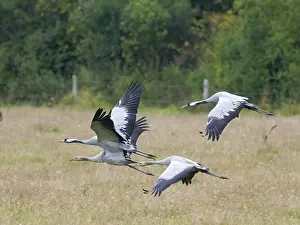 Category Wildlife DE Prints: A group of cranes in flight, Mecklenburg-Western Pomerania