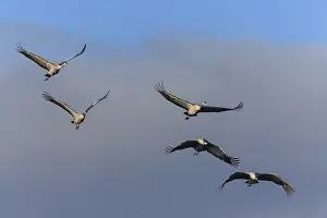 Group of cranes flying in the blue sky with clouds