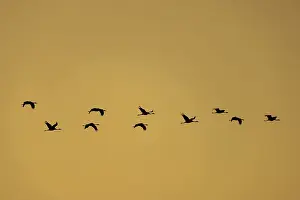 A group of cranes flying in formation against an orange-coloured sky