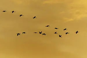 A group of cranes flying in formation against the orange sky at sunset