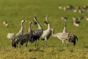 Category Wildlife DE Prints: Group of cranes on a green field in daylight