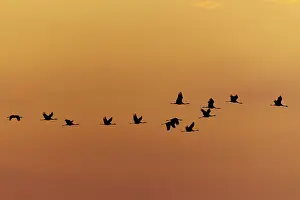 A group of cranes hovering in silence over a monochrome orange sky
