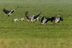 A group of cranes spread their wings in a meadow