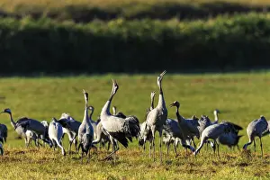 Group of cranes standing on a green meadow in the sun