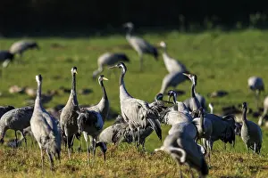 A group of cranes stands in a green meadow in daylight