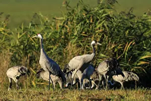 A group of cranes stands in a meadow in front of tall reed grass